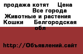 продажа котят  › Цена ­ 15 000 - Все города Животные и растения » Кошки   . Белгородская обл.